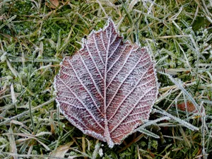 冰雪植物 第二辑_7