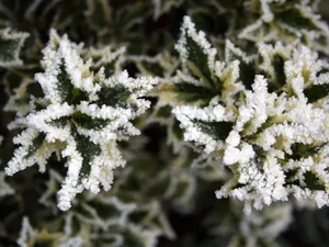 冰雪植物 第二辑_9
