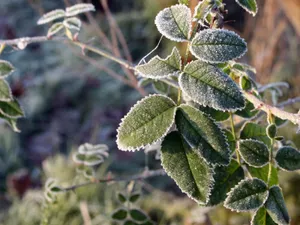 冰雪植物 第二辑_10