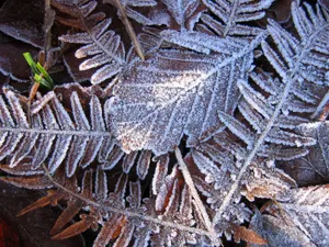 冰雪植物 第二辑_11
