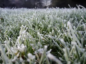冰雪植物 第二辑_12