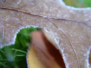 冰雪植物 第二辑_13