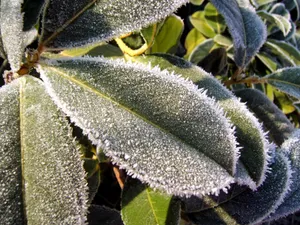 冰雪植物 第二辑_14