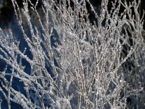 冰雪植物 第二辑_15