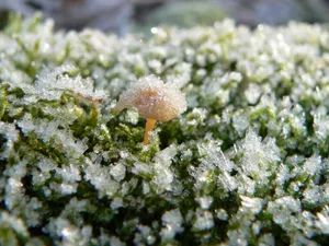 冰雪植物 第二辑_16