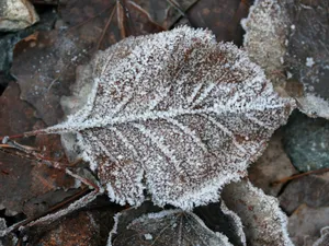 冰雪植物 第二辑_17