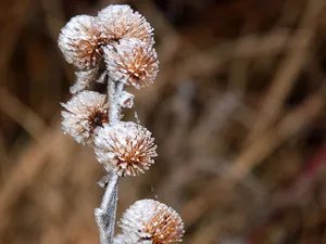 冰雪植物 第二辑_18