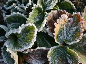 冰雪植物 第二辑_19
