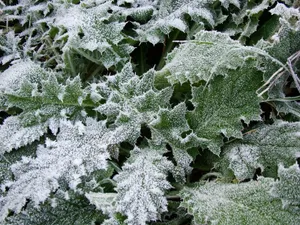 冰雪植物 第一辑