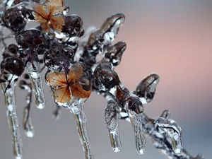 冰雪植物 第一辑_4