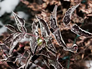 冰雪植物 第一辑_5
