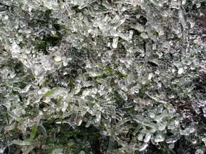 冰雪植物 第一辑_7