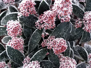 冰雪植物 第一辑_8