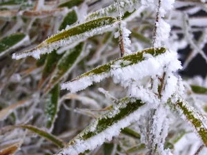 冰雪植物 第一辑_9