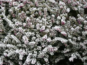 冰雪植物 第一辑_10