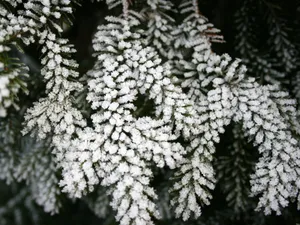 冰雪植物 第一辑_11