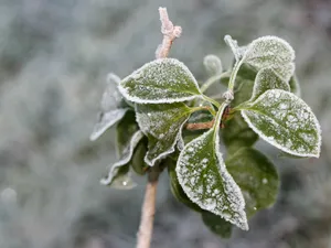 冰雪植物 第一辑_12
