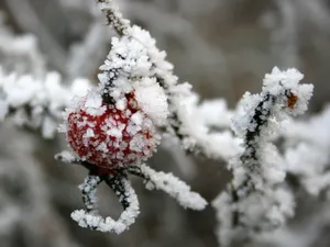 冰雪植物 第一辑_13