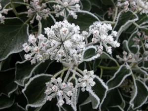 冰雪植物 第一辑_17