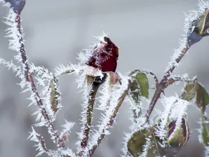 冰雪植物 第一辑_19
