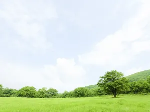 绿色草地 第四辑_4
