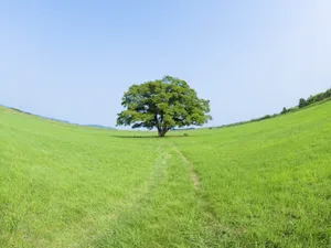 绿色草地 第四辑_5