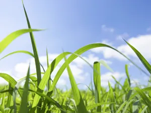 绿色草地 第四辑_8