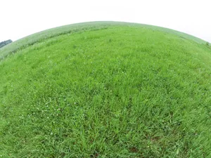 绿色草地 第四辑_14
