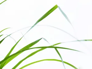 绿色草地 第四辑_17