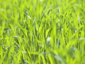 绿色草地 第三辑_5