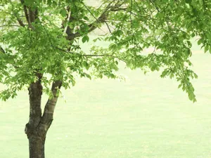 绿色草地 第二辑_2