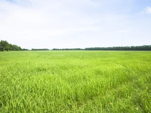绿色草地 第二辑_8