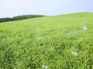 绿色草地 第二辑_17