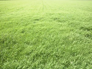 绿色草地 第一辑_3