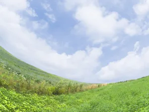 绿色草地 第一辑_4