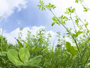 绿色草地 第一辑_6