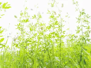 绿色草地 第一辑_7