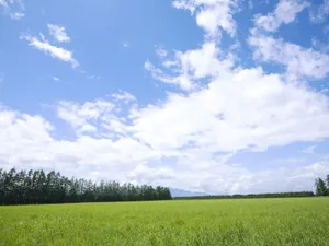 绿色草地 第一辑_15