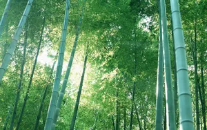 绿色竹林 第二辑