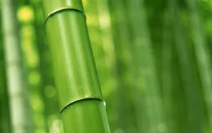 绿色竹林 第二辑_4
