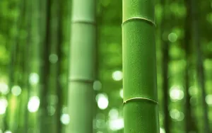 绿色竹林 第二辑_5
