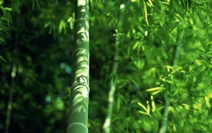 绿色竹林 第二辑_6