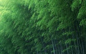 绿色竹林 第二辑_8