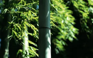 绿色竹林 第二辑_11