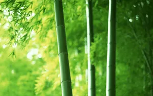 绿色竹林 第二辑_12