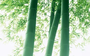 绿色竹林 第二辑_13