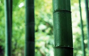 绿色竹林 第二辑_16