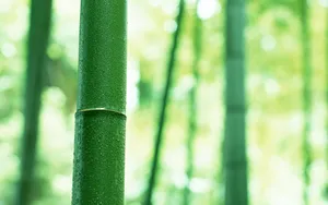 绿色竹林 第二辑_17