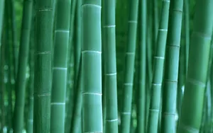绿色竹林 第二辑_18
