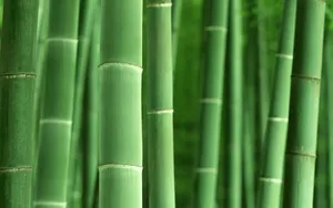 绿色竹林 第二辑_19